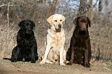 LABRADOR 1137